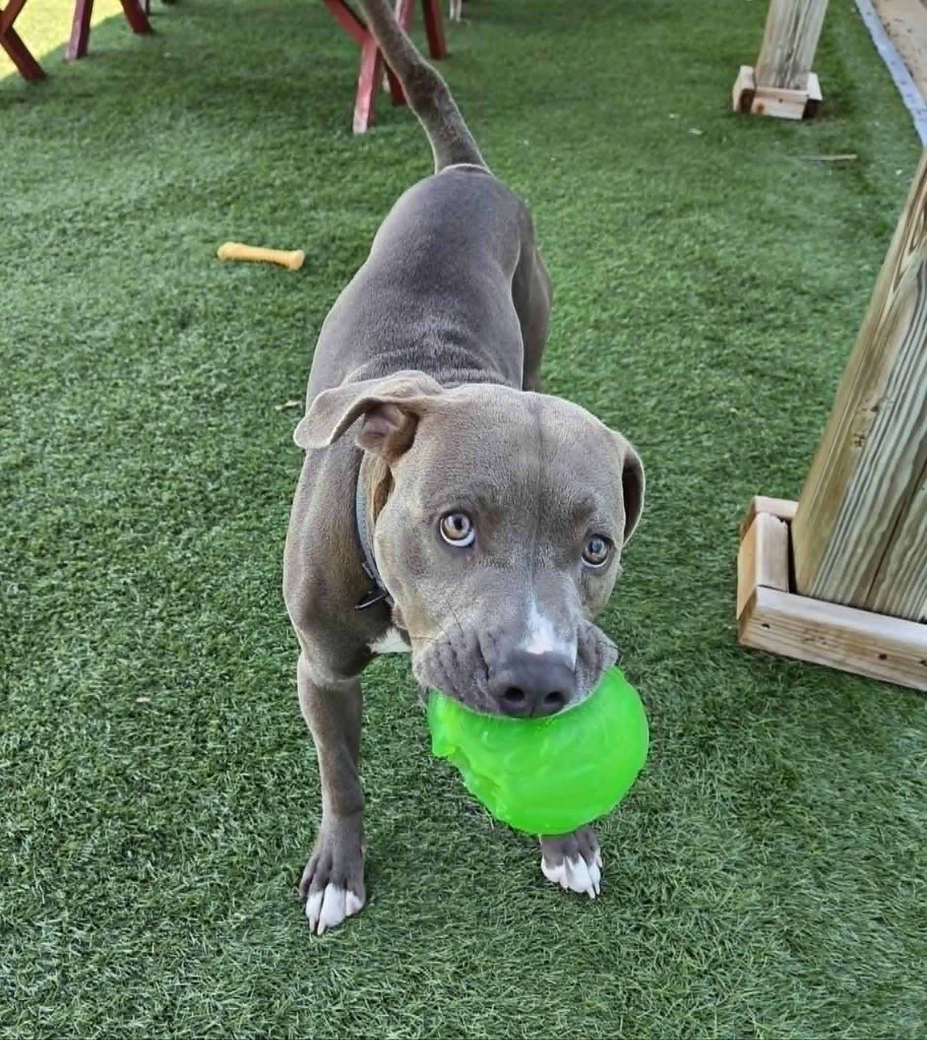 Enlarge Casserole Frank, a ADOPTABLE mixed breed in Sparta, WI image 5/6