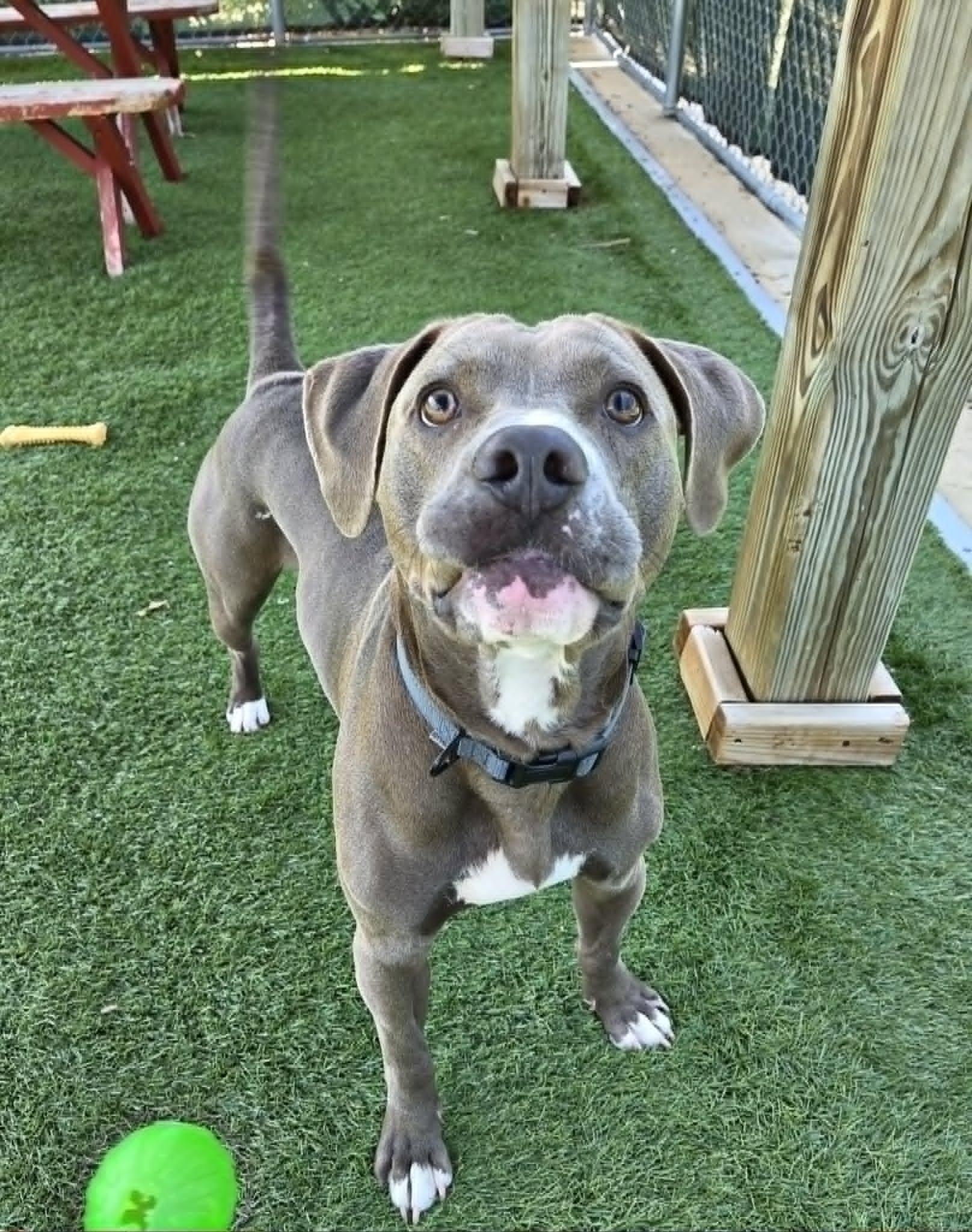 Enlarge Casserole Frank, a ADOPTABLE mixed breed in Sparta, WI image 2/6