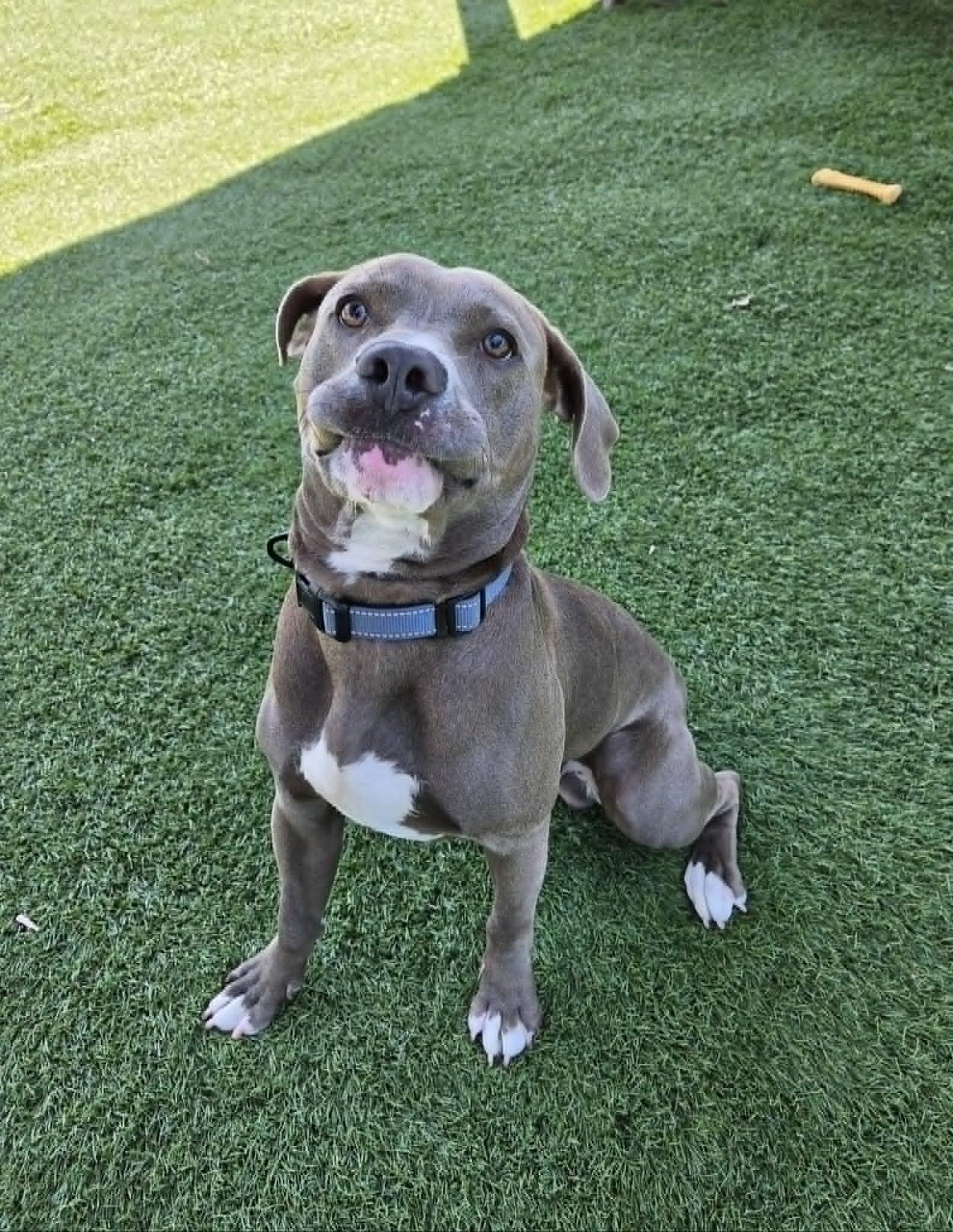 Enlarge Casserole Frank, a ADOPTABLE mixed breed in Sparta, WI image 3/6