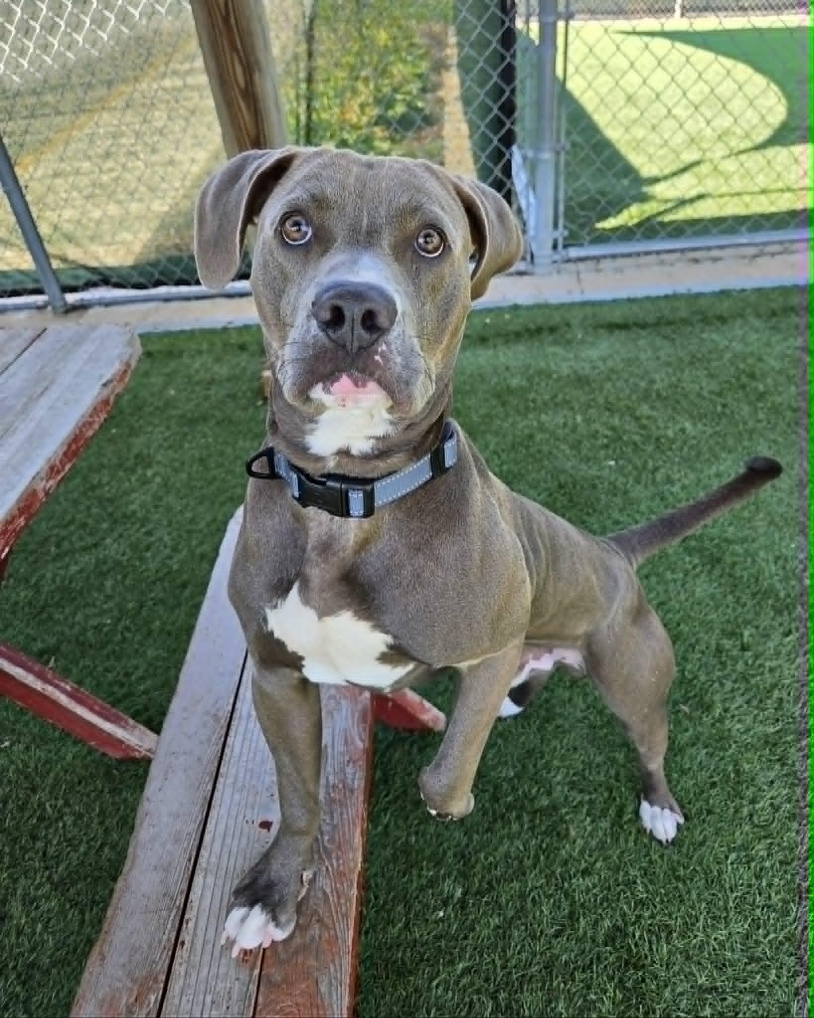 Enlarge Casserole Frank, a ADOPTABLE mixed breed in Sparta, WI image 6/6