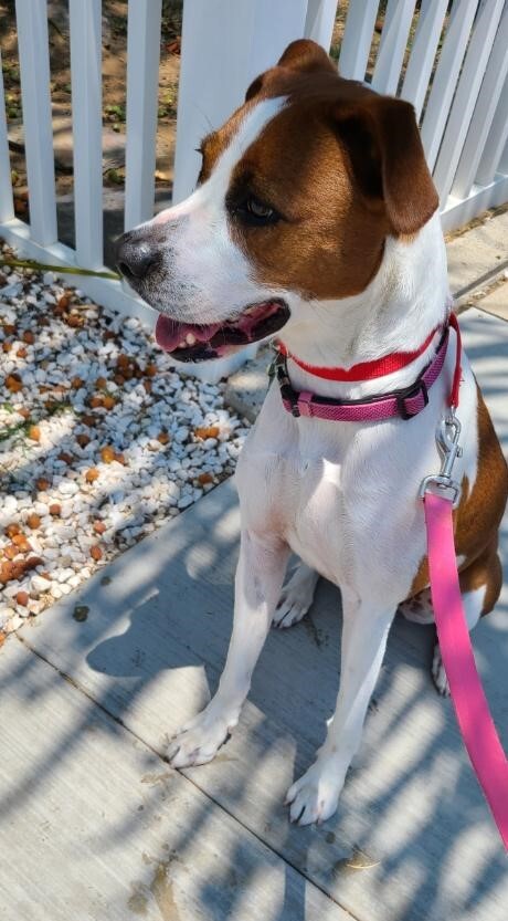 Copper , Adoptable, Young Female Foxhound.