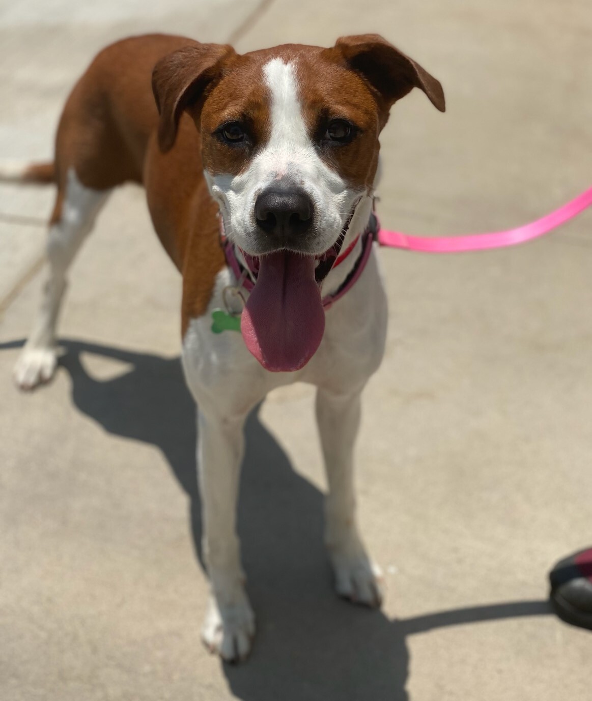Enlarge Copper , a Adoptable Foxhound in Newport Beach, CA image 2/8