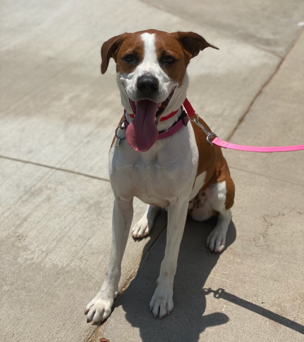 Enlarge Copper , a Adoptable Foxhound in Newport Beach, CA image 3/8