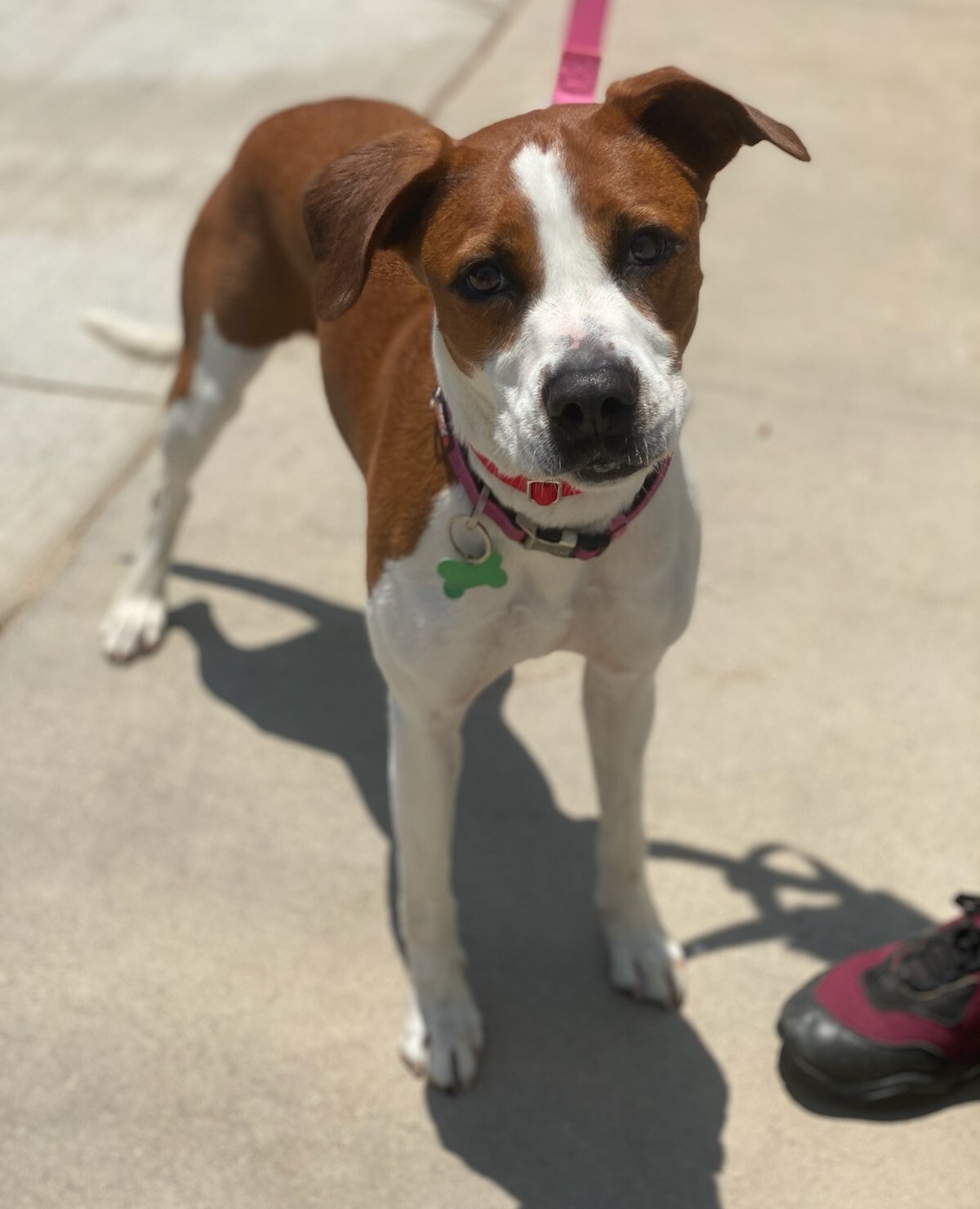 Enlarge Copper , a Adoptable Foxhound in Newport Beach, CA image 4/8
