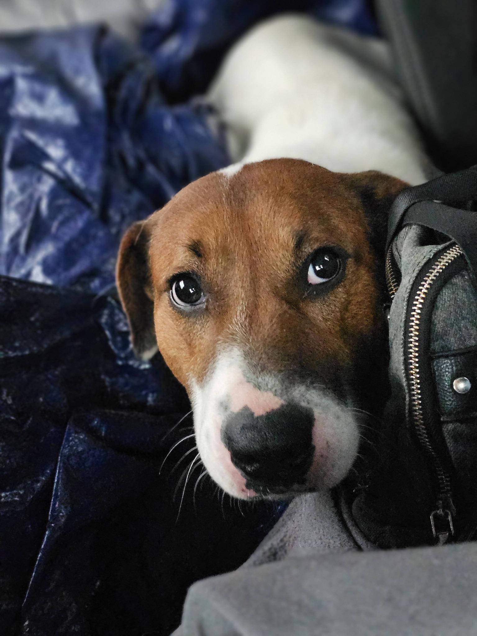 Murray, a ADOPTABLE Terrier in Fort Payne, AL image 3/3