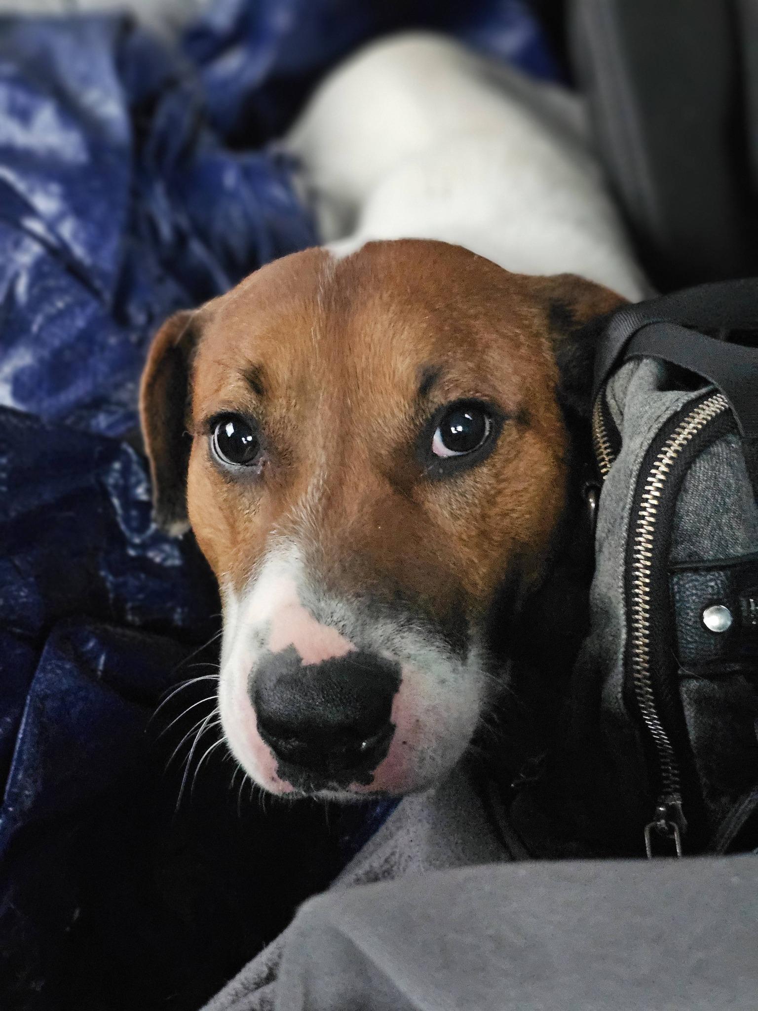Murray, a ADOPTABLE Terrier in Fort Payne, AL image 1/3