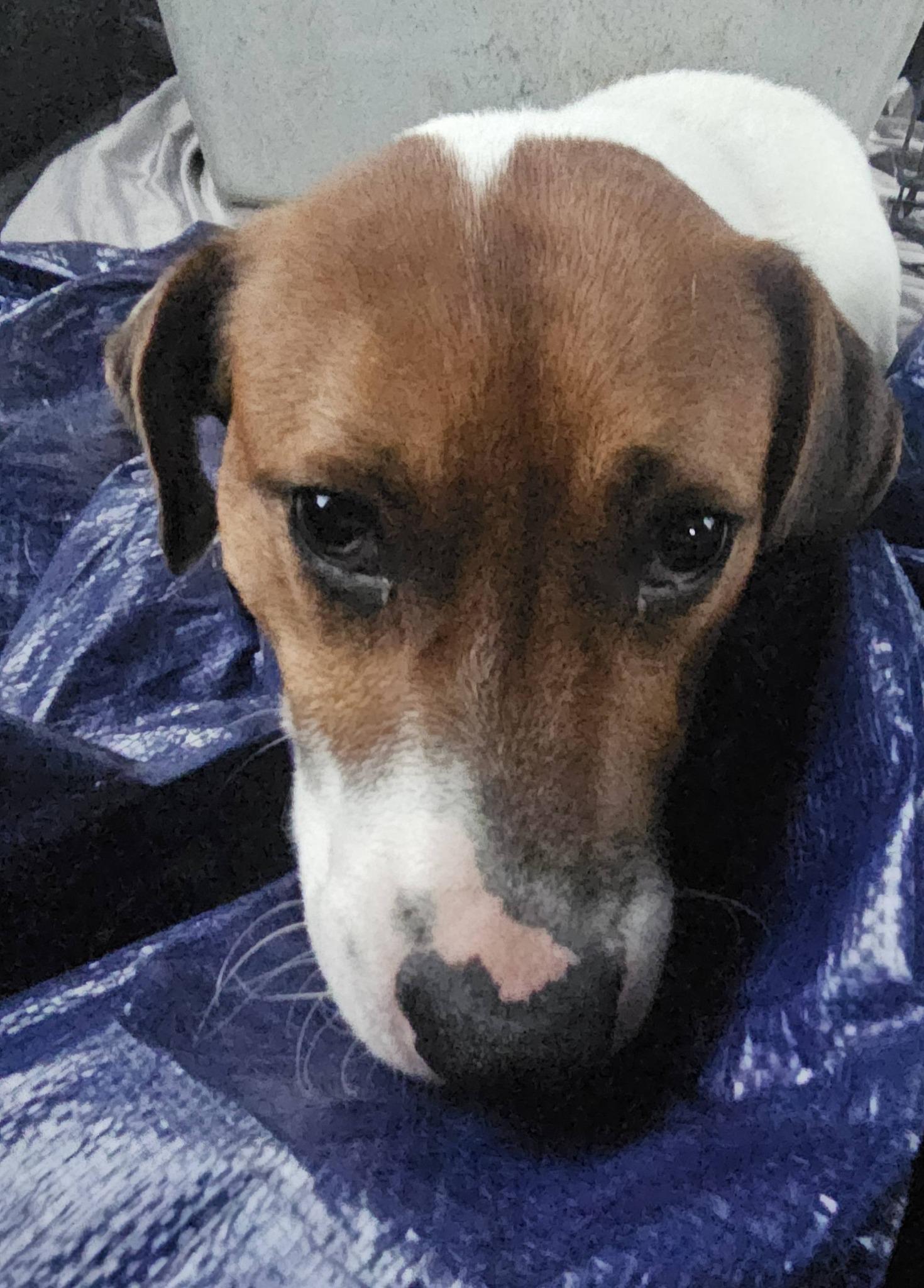 Murray, a ADOPTABLE Terrier in Fort Payne, AL image 2/3