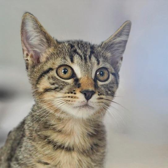 Enlarge Rambo, a Adoptable mixed breed in Chapel Hill, NC image 2/2