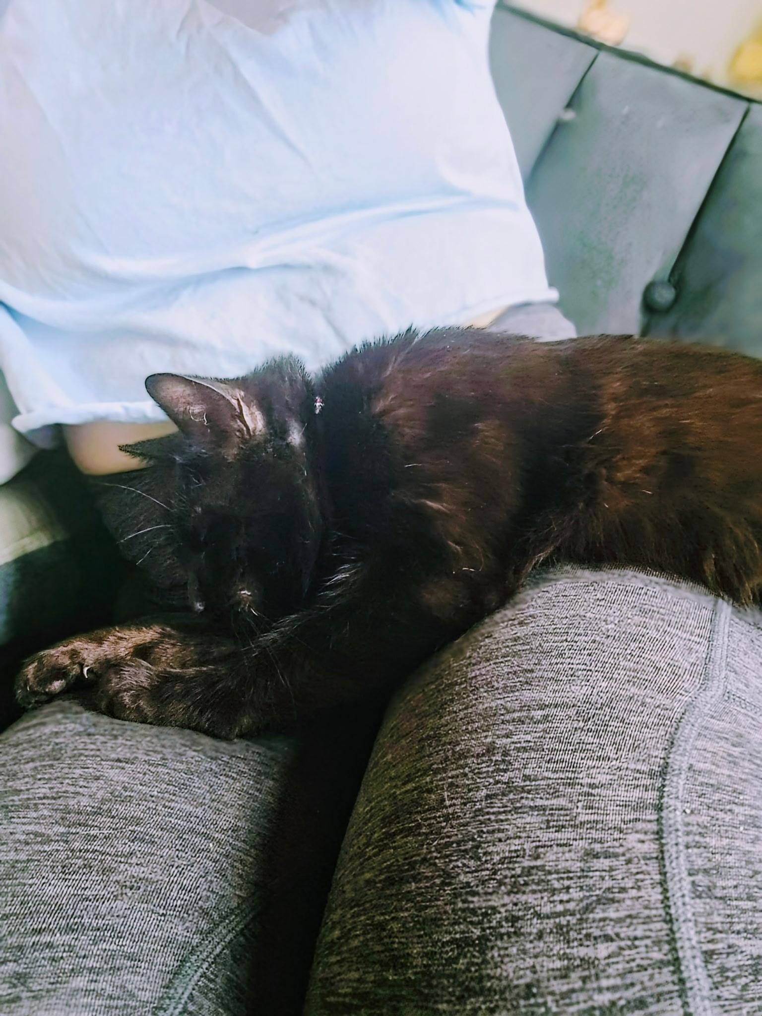 Enlarge Bella - Female Teen Kitten, a ADOPTABLE Domestic Short Hair in San Francisco, CA image 5/5