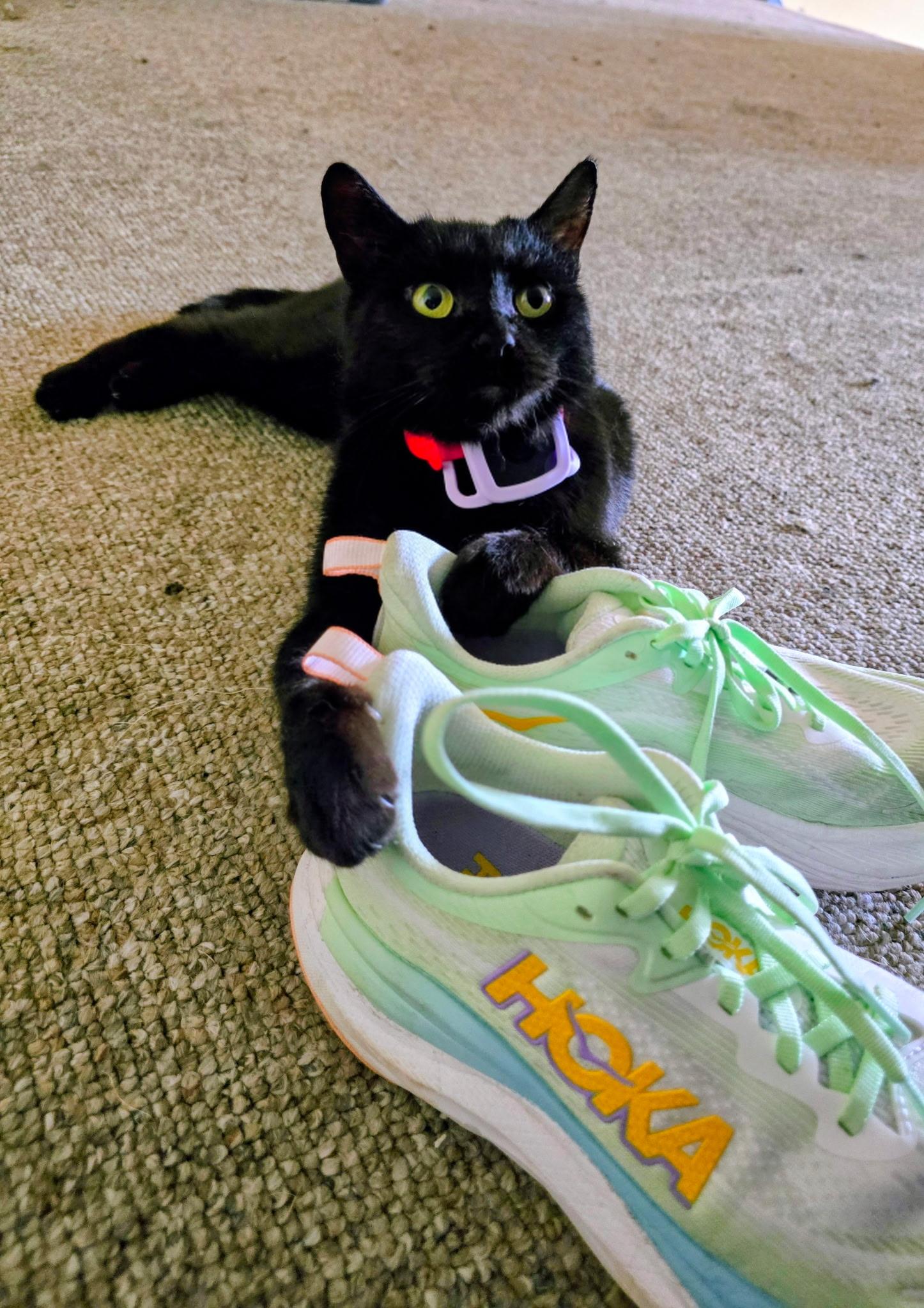 Enlarge Bella - Female Teen Kitten, a ADOPTABLE Domestic Short Hair in San Francisco, CA image 2/5