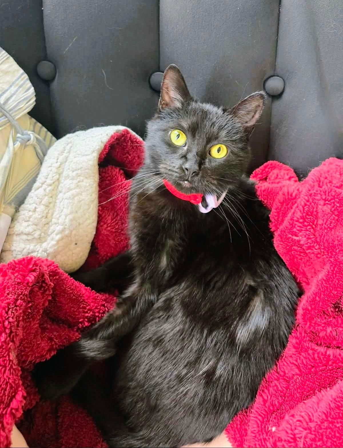 Bella - Female Teen Kitten, ADOPTABLE, Kitten Female Domestic Short Hair.