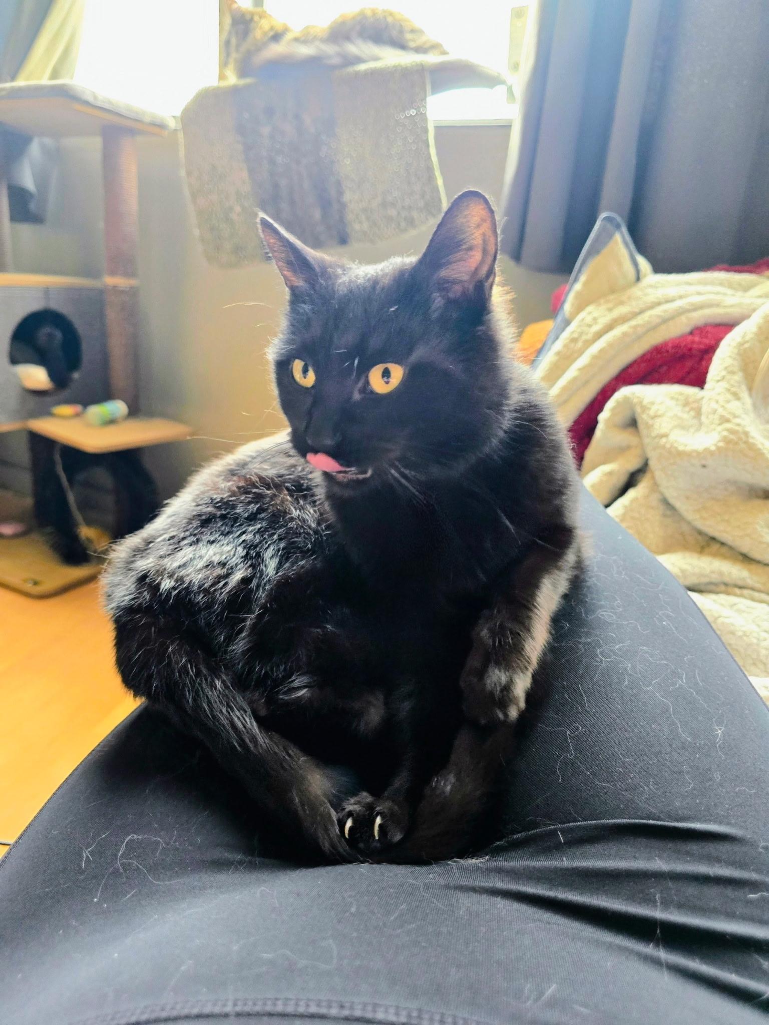 Enlarge Bella - Female Teen Kitten, a ADOPTABLE Domestic Short Hair in San Francisco, CA image 4/5