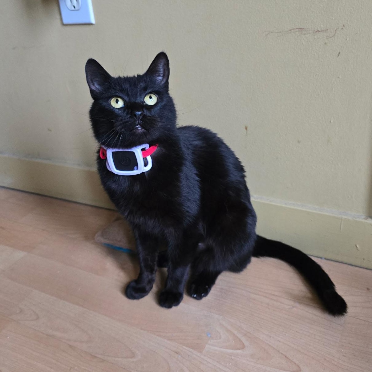 Enlarge Bella - Female Teen Kitten, a ADOPTABLE Domestic Short Hair in San Francisco, CA image 3/5