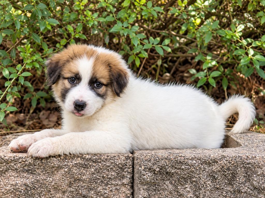 Grace, Adoptable, Puppy Female Anatolian Shepherd & Mixed Breed.