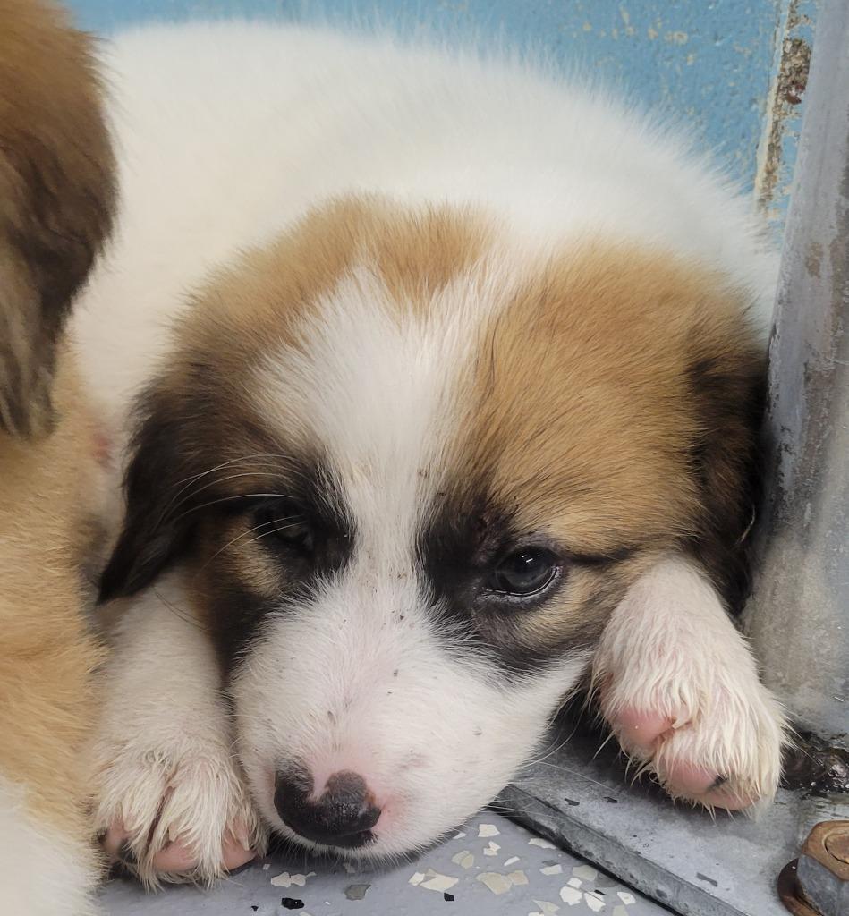 Enlarge Grace, a Adoptable mixed breed in Seven Points, TX image 2/2
