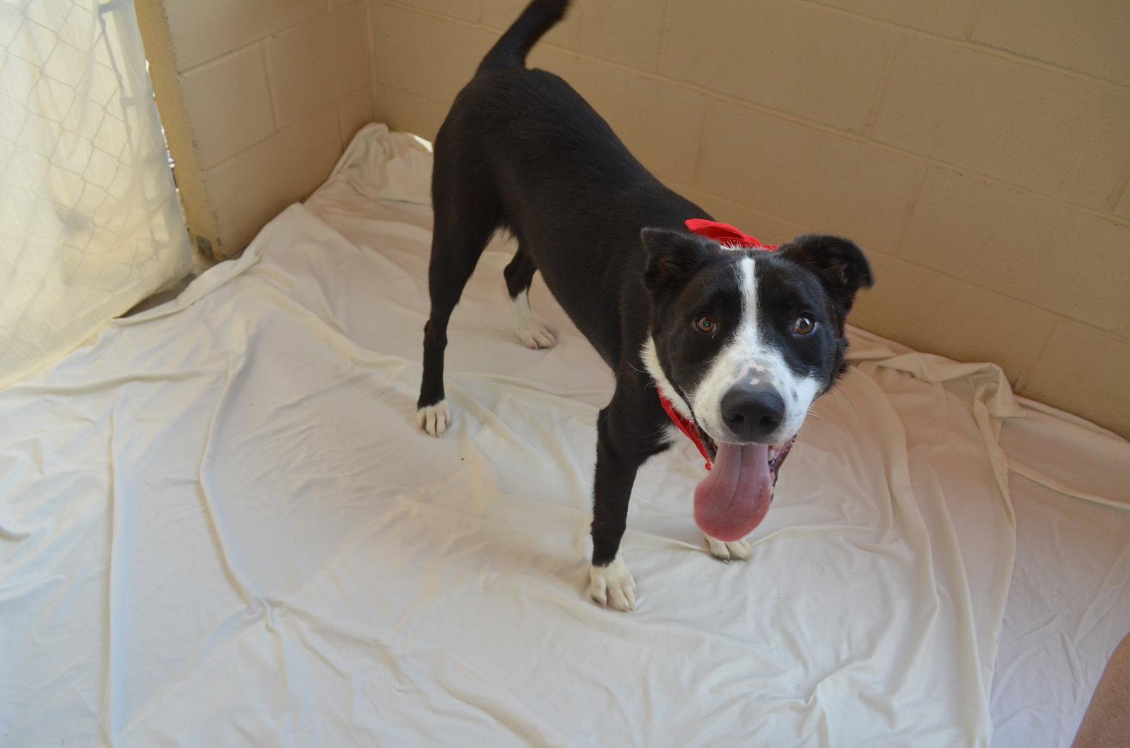 Berry, a Adopted Border Collie in McKinney, TX image 1/2