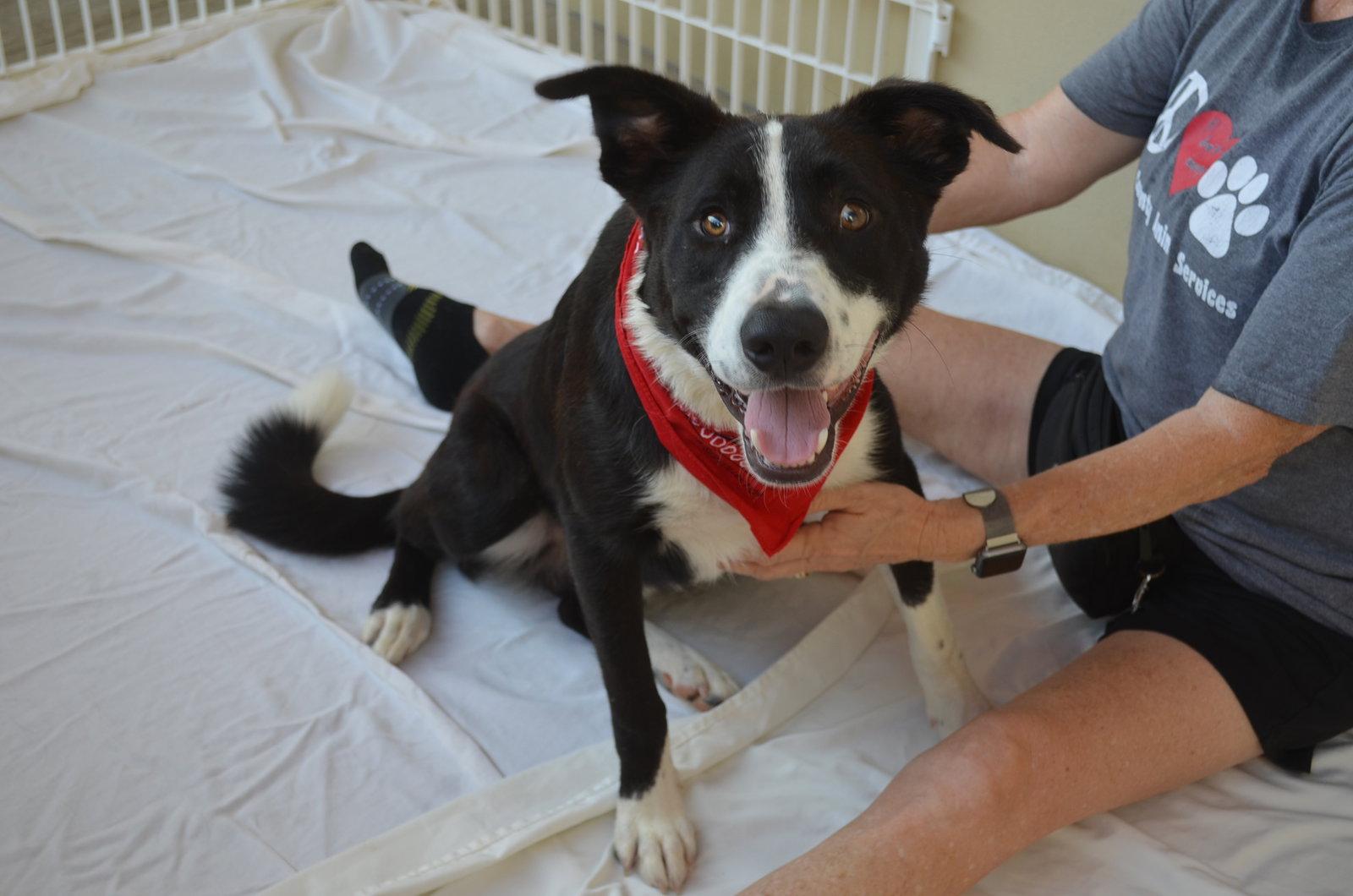 Berry, a Adopted Border Collie in McKinney, TX image 2/2