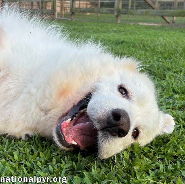 Cake in GA - Affectionate Cuddly Girl!, a Adoptable Great Pyrenees in Valdosta, GA image 2/4