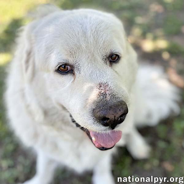 Cake in GA - Affectionate Cuddly Girl!, Adoptable, Senior Female Great Pyrenees.