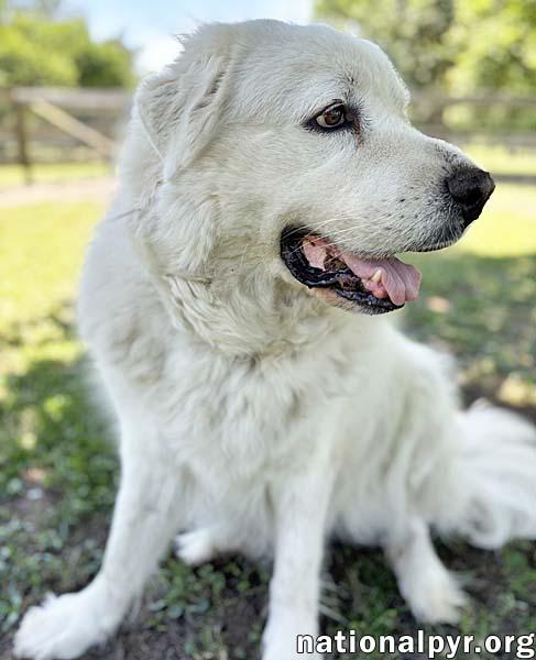 Cake in GA - Affectionate Cuddly Girl!, a Adoptable Great Pyrenees in Valdosta, GA image 3/4