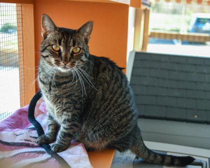 Hazey, Adoptable, Adult Female Domestic Short Hair & Domestic Short Hair.