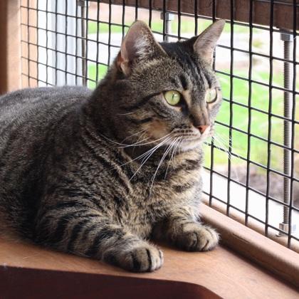 Enlarge Hazey, a Adoptable Domestic Short Hair in Ringoes, NJ image 2/3