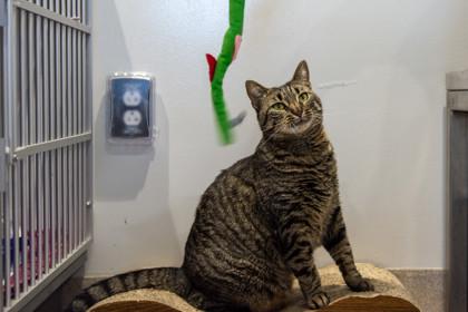Hazey, Adoptable, Adult Female Domestic Short Hair & Domestic Short Hair.