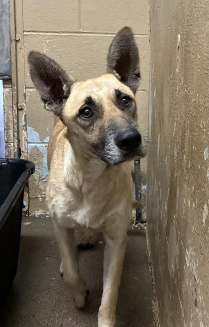 Mistletoe, Adoptable, Adult Female Belgian Shepherd / Malinois & Mixed Breed.