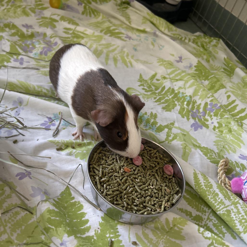 6 7, Adoptable, Adult Male Guinea Pig.