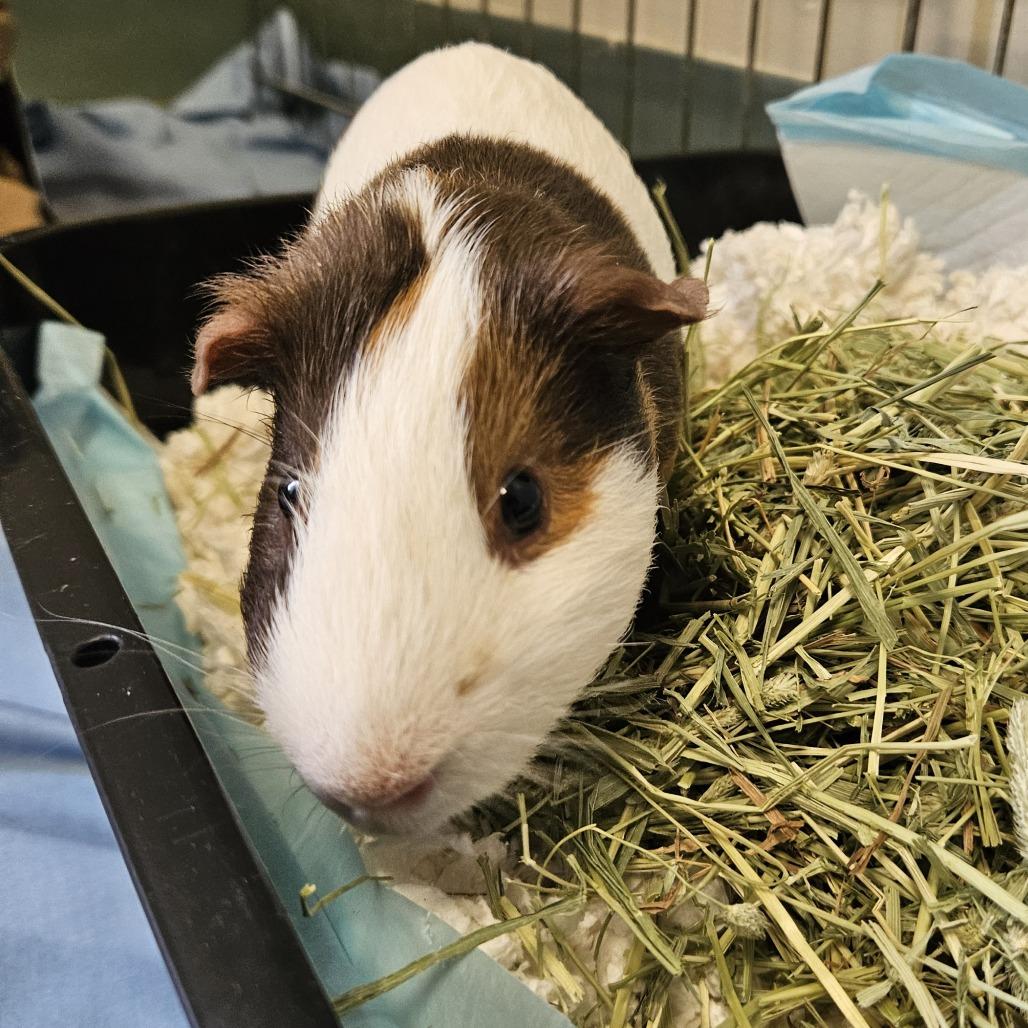 6 7, a Adoptable Guinea Pig in Conway, NH image 2/2