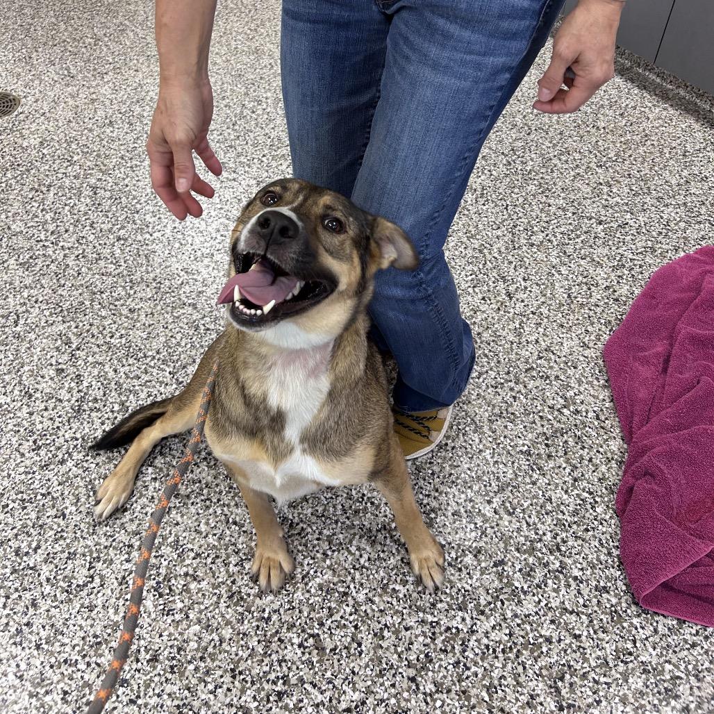 Lotti, Adoptable, Adult Female Mixed Breed.