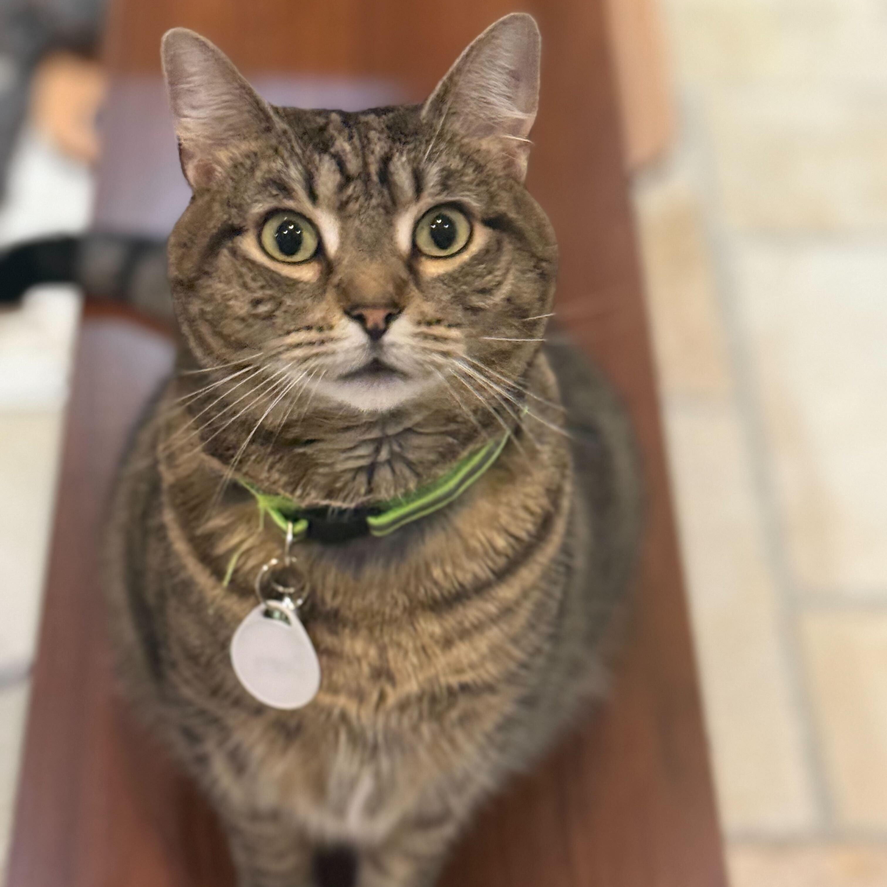 Dora, Adoptable, Adult Female Tabby.
