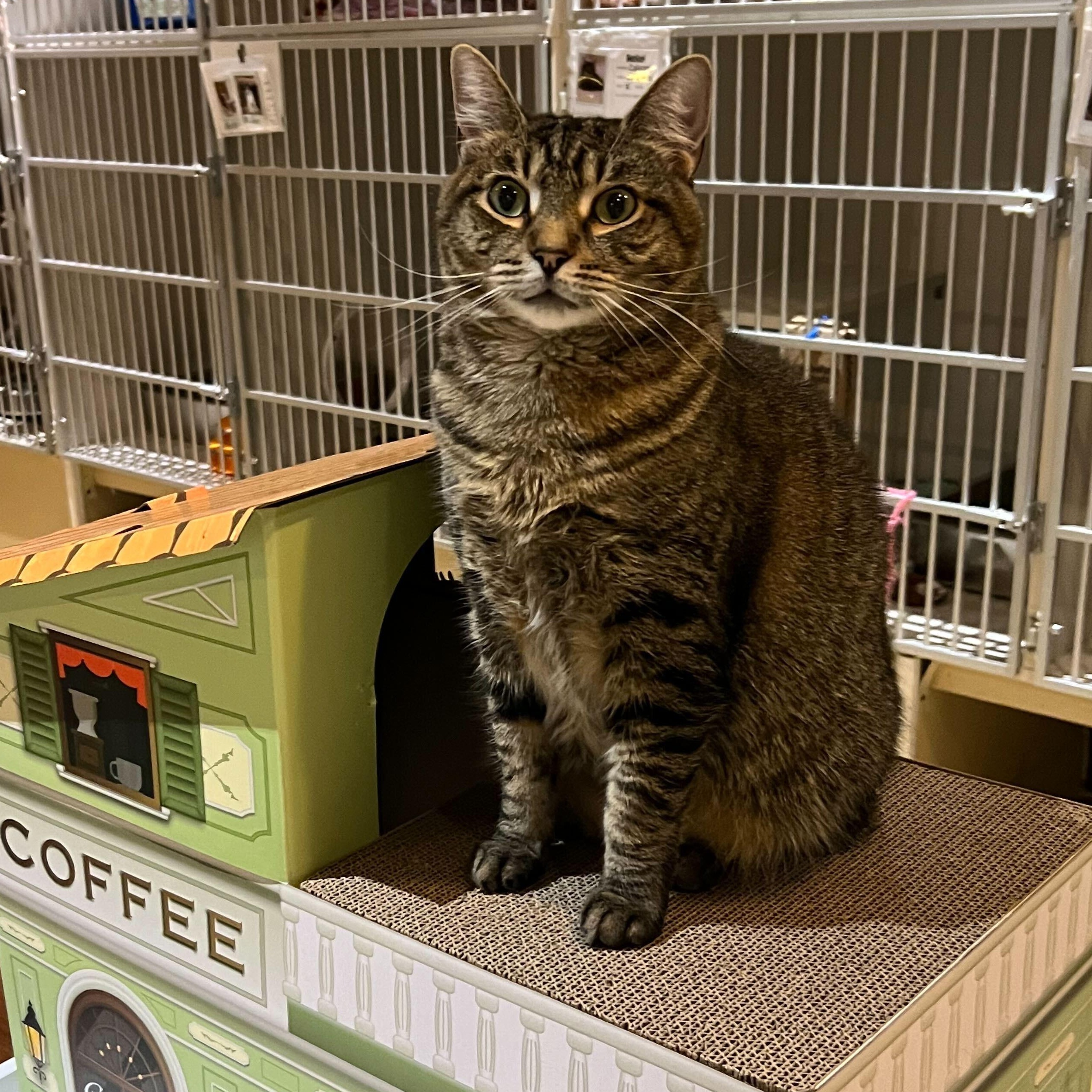 Dora, Adoptable, Adult Female Tabby.