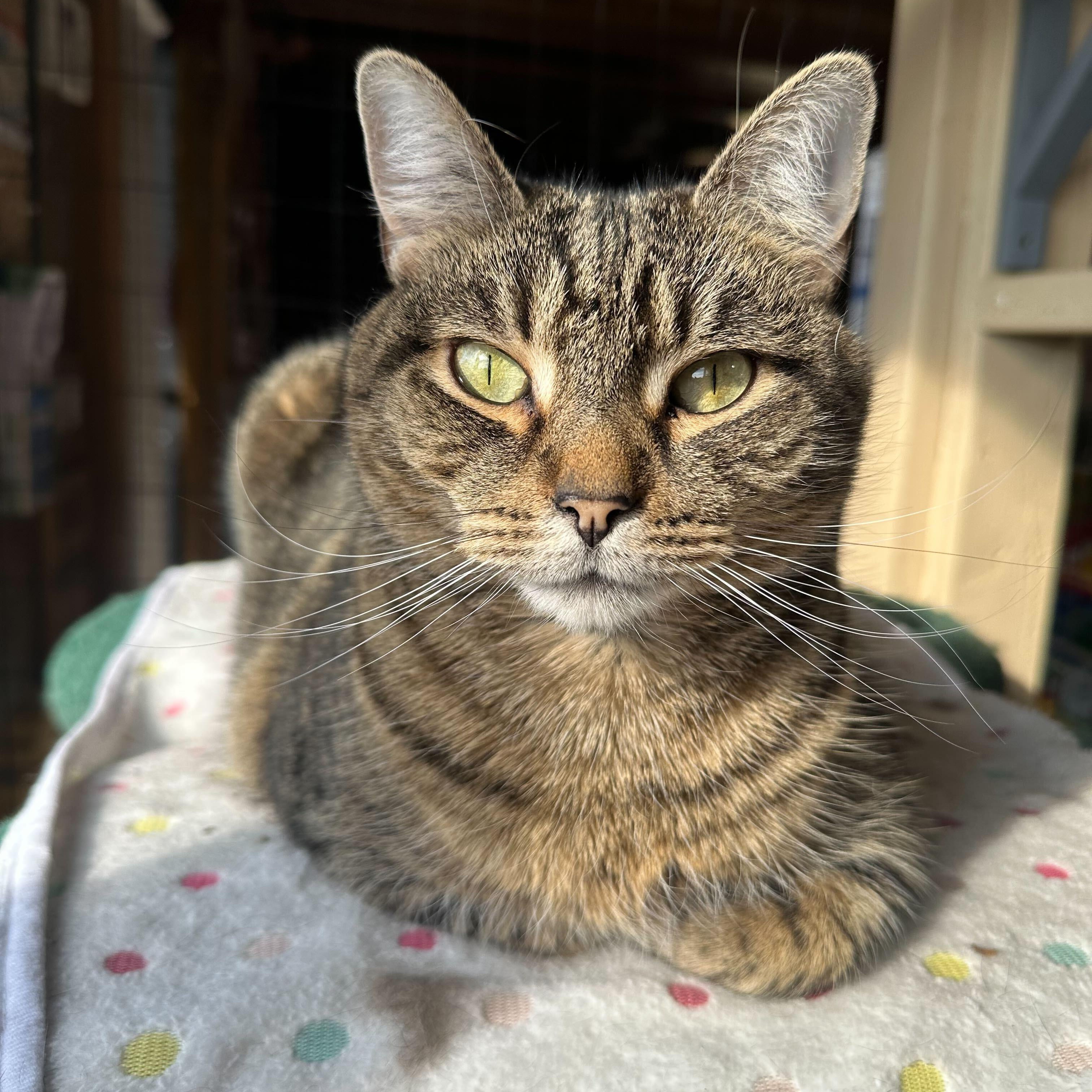 Enlarge Dora, a Adoptable Tabby in East Brunswick, NJ image 1/6