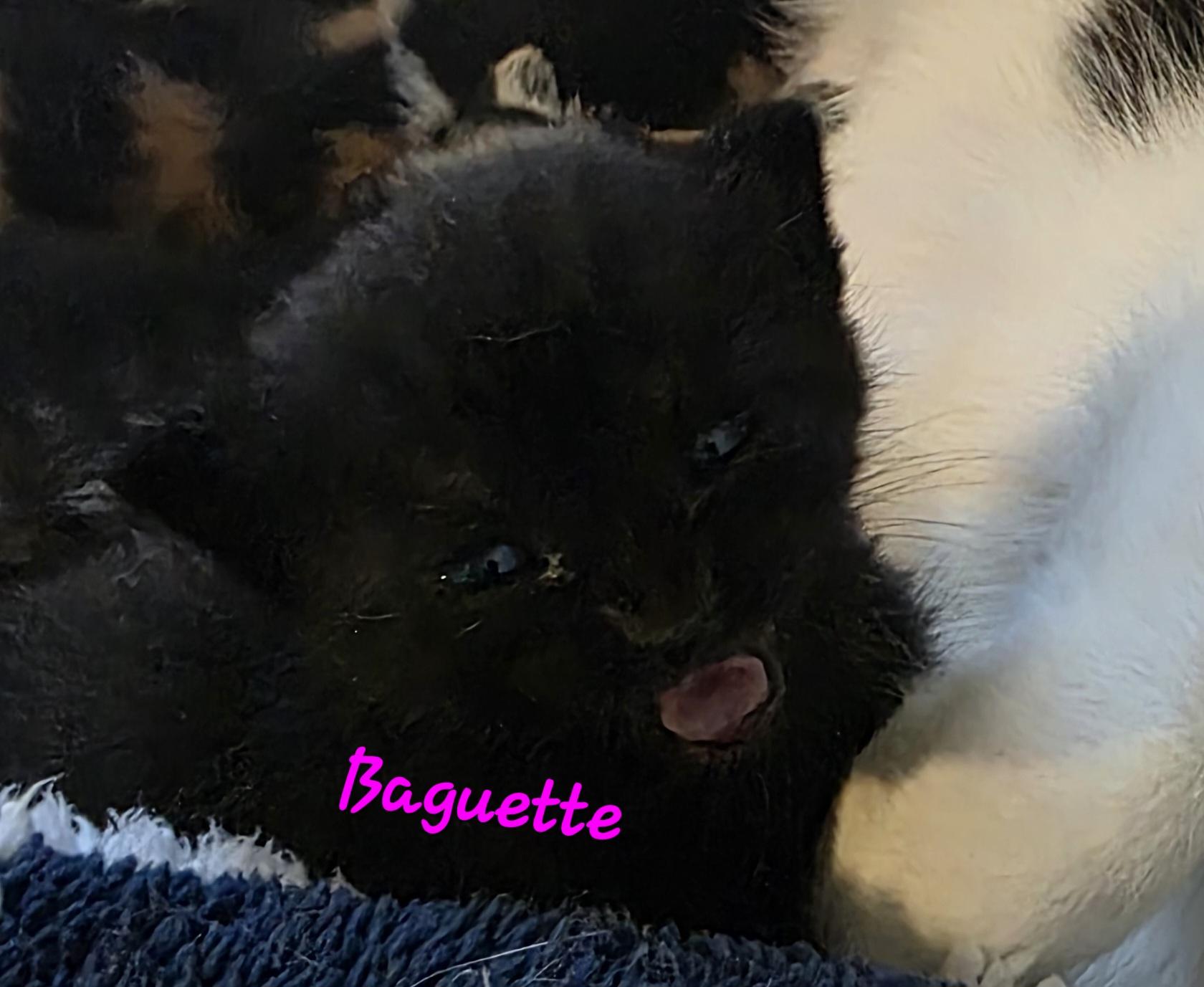 Baguette photo 2