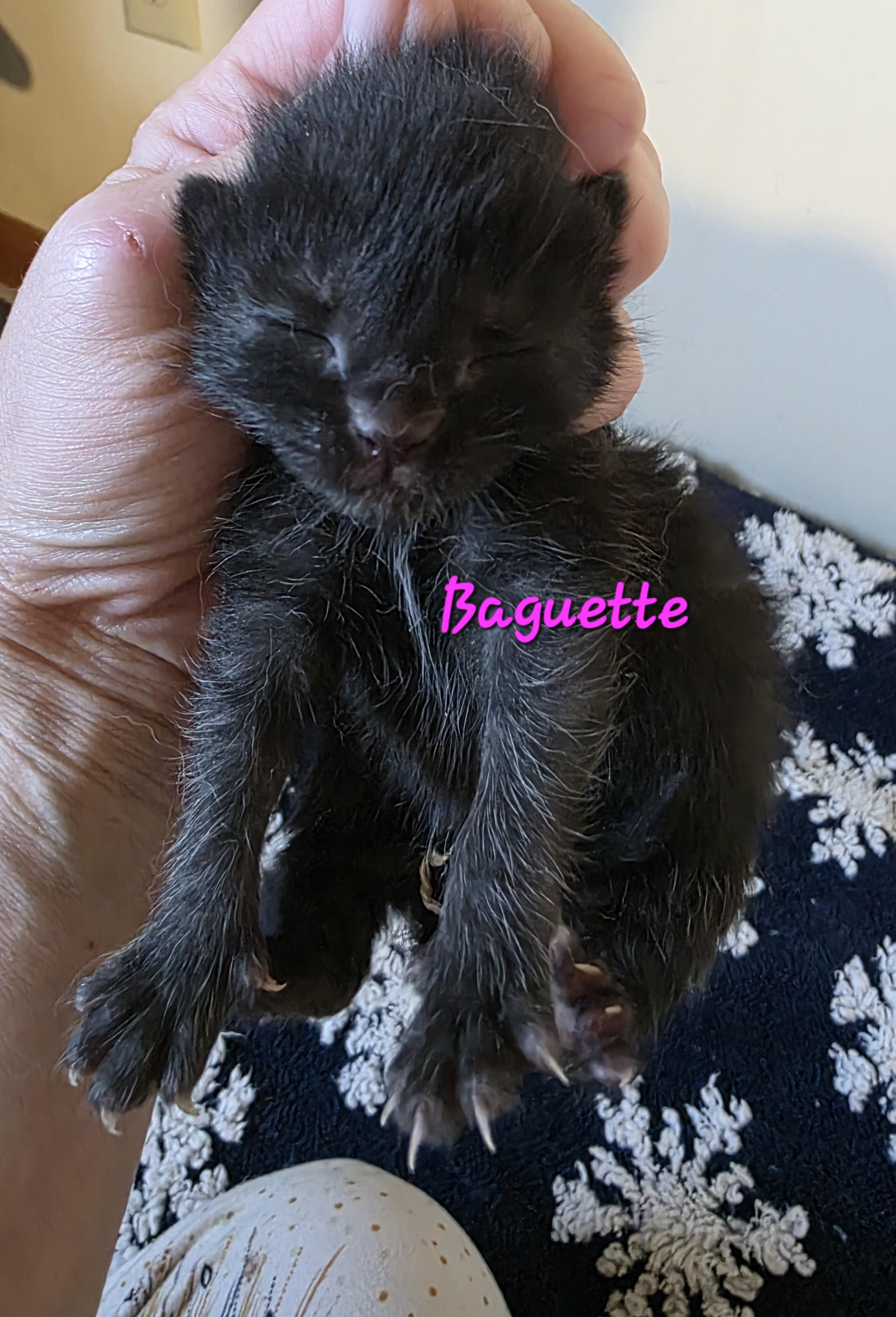 Baguette photo 3