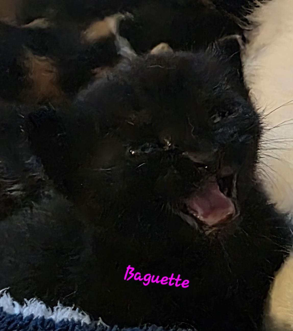 Baguette, Baby Female Domestic Short Hair