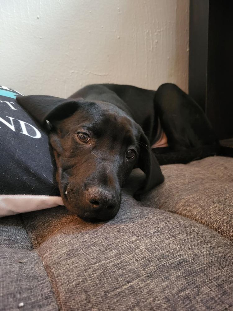 Enlarge Sloan, a Adoptable mixed breed in Irwin, PA image 2/6