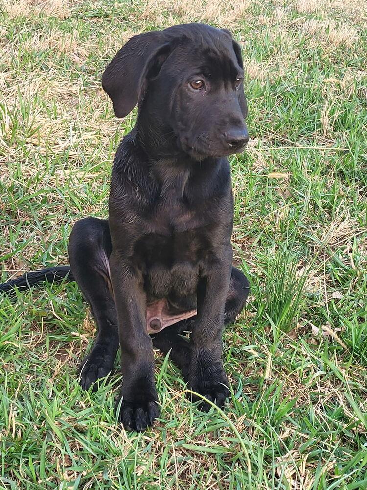 Enlarge Sloan, a Adoptable mixed breed in Irwin, PA image 4/6