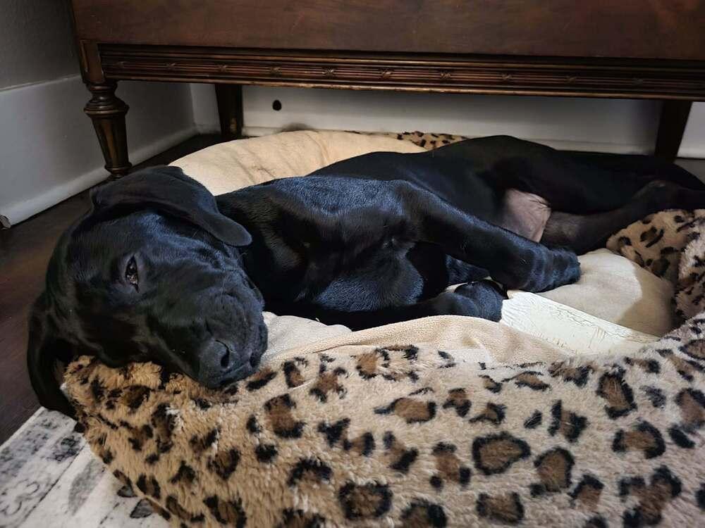 Enlarge Sloan, a Adoptable mixed breed in Irwin, PA image 5/6