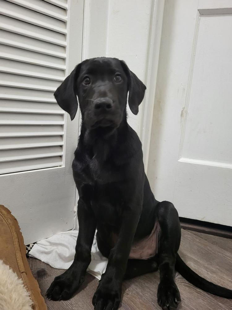 Enlarge Sloan, a Adoptable mixed breed in Irwin, PA image 6/6