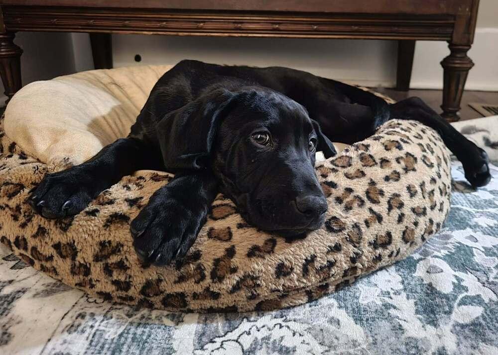 Enlarge Sloan, a Adoptable mixed breed in Irwin, PA image 1/6