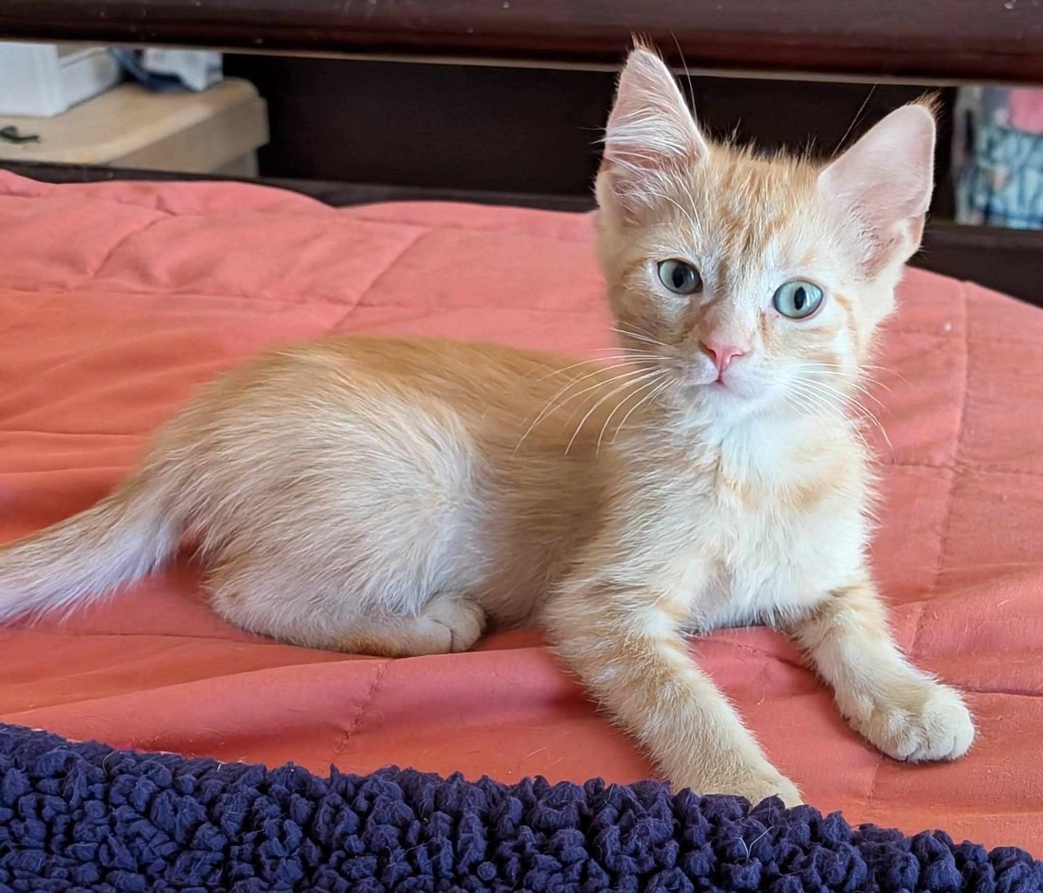 Enlarge Jesse James, a ADOPTABLE Domestic Medium Hair in Queen Creek, AZ image 2/4