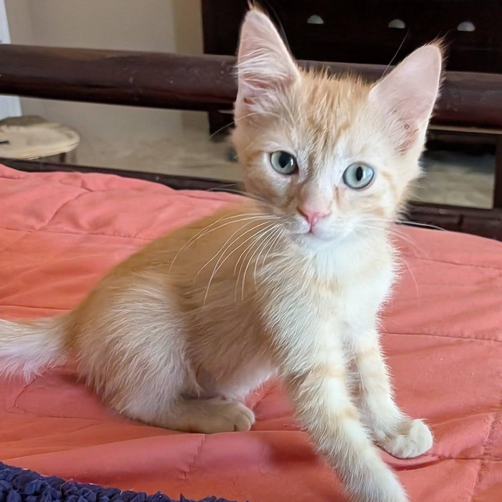 Jesse James, ADOPTABLE, Kitten Male Domestic Medium Hair.