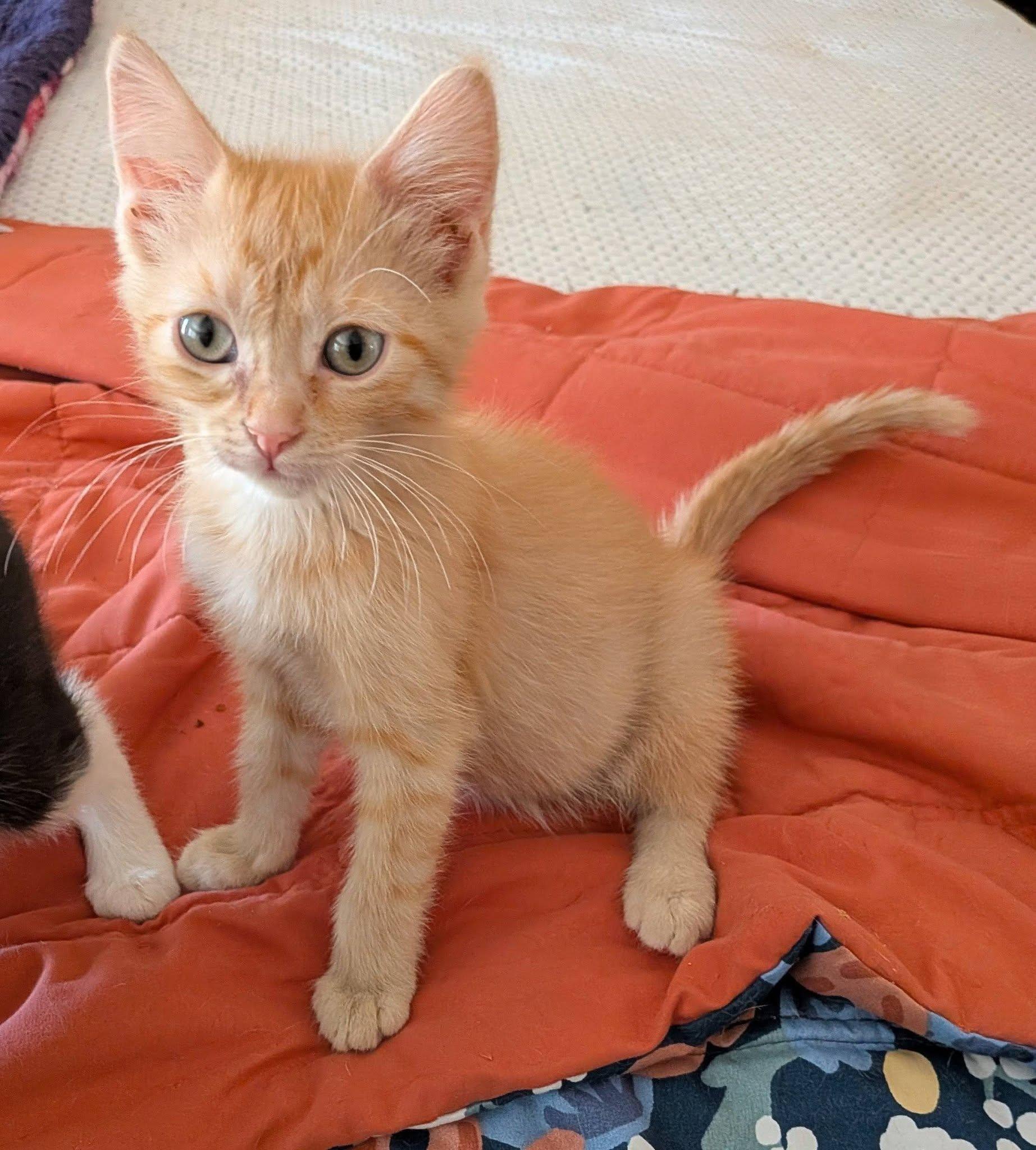 Enlarge Jesse James, a ADOPTABLE Domestic Medium Hair in Queen Creek, AZ image 3/4