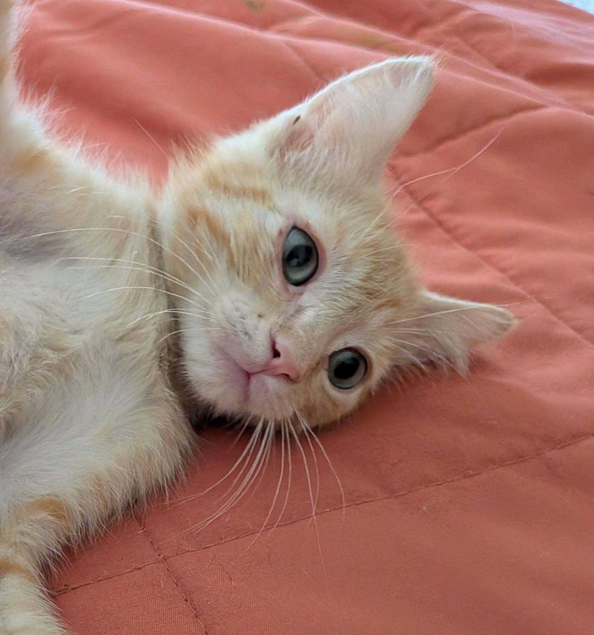 Enlarge Jesse James, a ADOPTABLE Domestic Medium Hair in Queen Creek, AZ image 4/4
