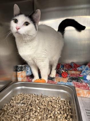 Lady Jane, Adoptable, Adult Female Domestic Short Hair & Domestic Short Hair.