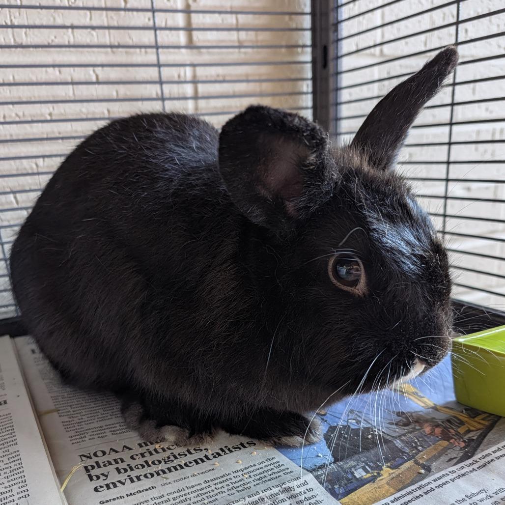 Edith, Adoptable, Young Female Bunny Rabbit.