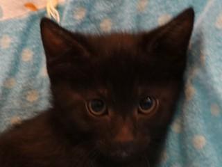 Tanya's Titan, ADOPTABLE, Kitten Male Domestic Short Hair.