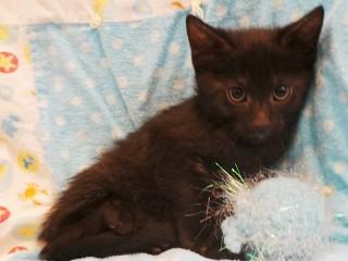 Enlarge Tanya's Titan, a ADOPTABLE Domestic Short Hair in Anaconda, MT image 2/2